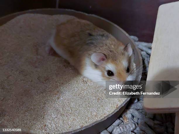 adult male dwarf roborovski hamster lying down on sandbox, close-up. - golden hamster - fotografias e filmes do acervo