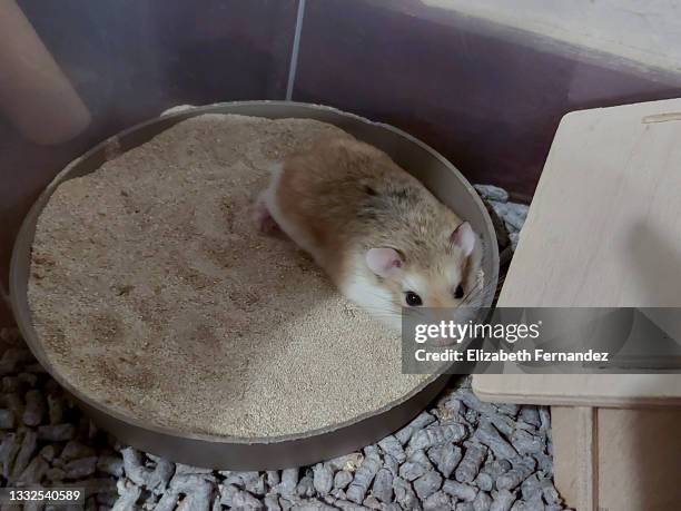 adult male dwarf roborovski hamster lying down on sandbox - roborovski hamster stock pictures, royalty-free photos & images