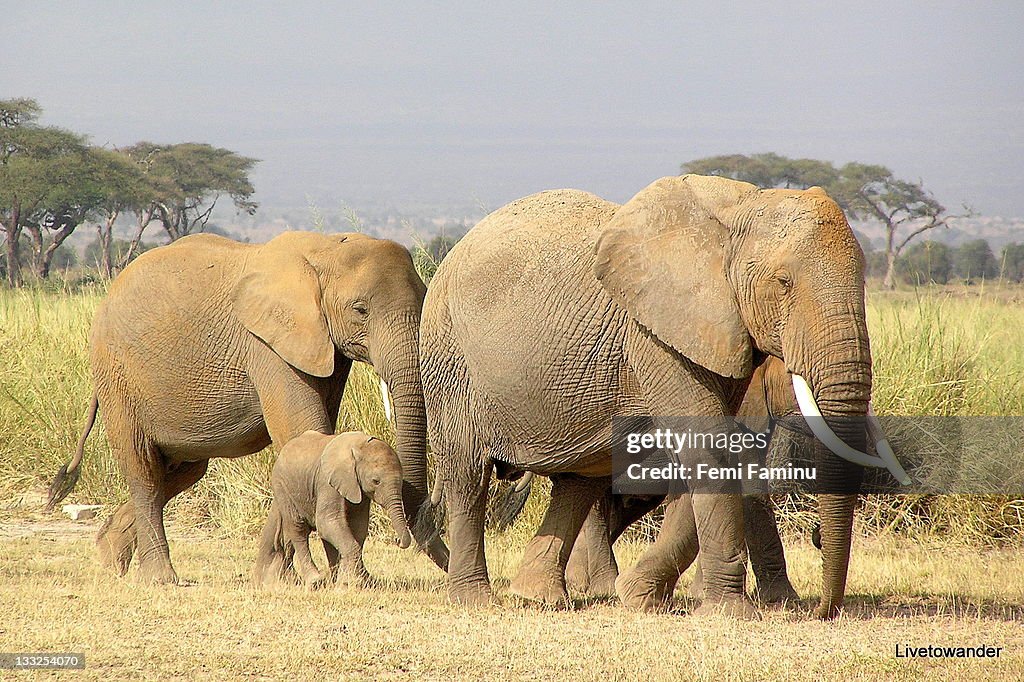 Amboseli