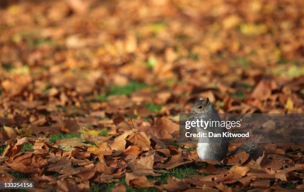 Grey Squirrel sits in fallen leaves in St James's Park on November 18, 2011 in London, England. The UK continues to experience unseasonably mild...