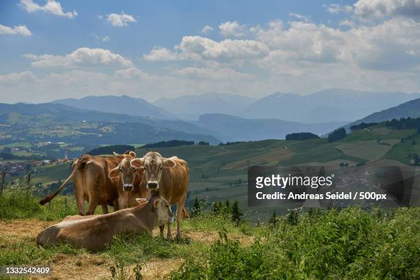 high angle view of cows grazing on field against sky,asiago,vicenza,italy - asiago italy stock pictures, royalty-free photos & images
