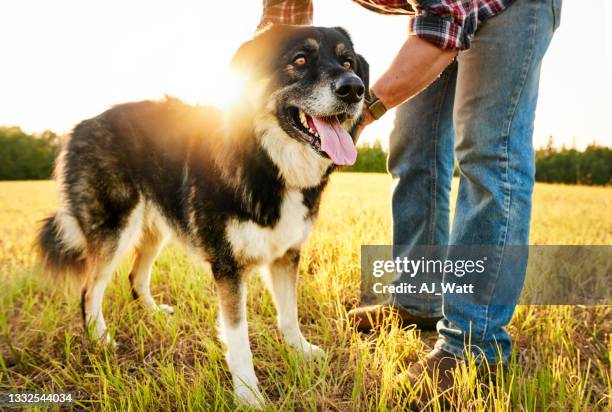 farmer adjusting his dog's collar during a morning walk - border collie stock pictures, royalty-free photos & images