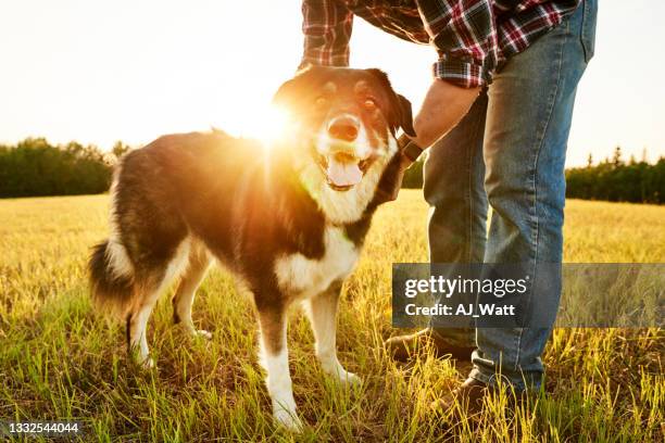 farmer adjusting his dog's collar during a morning walk in a field - sheep dog stock pictures, royalty-free photos & images