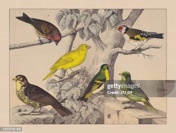 illustrazioni stock, clip art, cartoni animati e icone di tendenza di songbirds (passeriformes), cromotiografo colorato a mano, pubblicato nel 1882 - canarino delle isole canarie