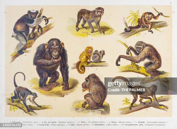 bildbanksillustrationer, clip art samt tecknat material och ikoner med monkeys - chimpanzee, mandrill, gibbom, chromolithographs 1888 - gibbon människoapa