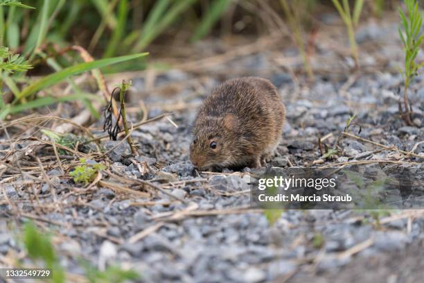 Field Rats 963 Field Rat Stock Photos, High-Res Pictures, and Images - Getty Images