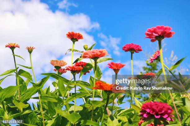 zinnia blooms look up to the skies - zinnia stock pictures, royalty-free photos & images