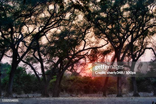 trees by lake against sky during sunset,south luangwa national park,zambia - south luangwa national park fotografías e imágenes de stock