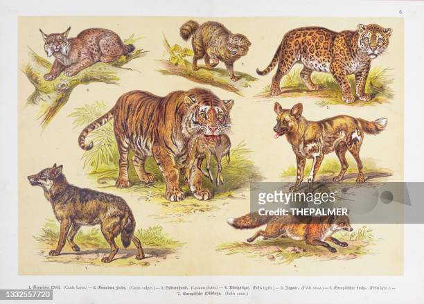 wolf,  fox, hyena dog, royal tiger, jaguar, lynx, wildcat chromolithographs 1888 - wolf stock illustrations