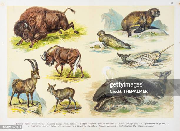 whale, bisson, narwhal, wildebeest, chromolithographs 1888 - narwhal stock illustrations