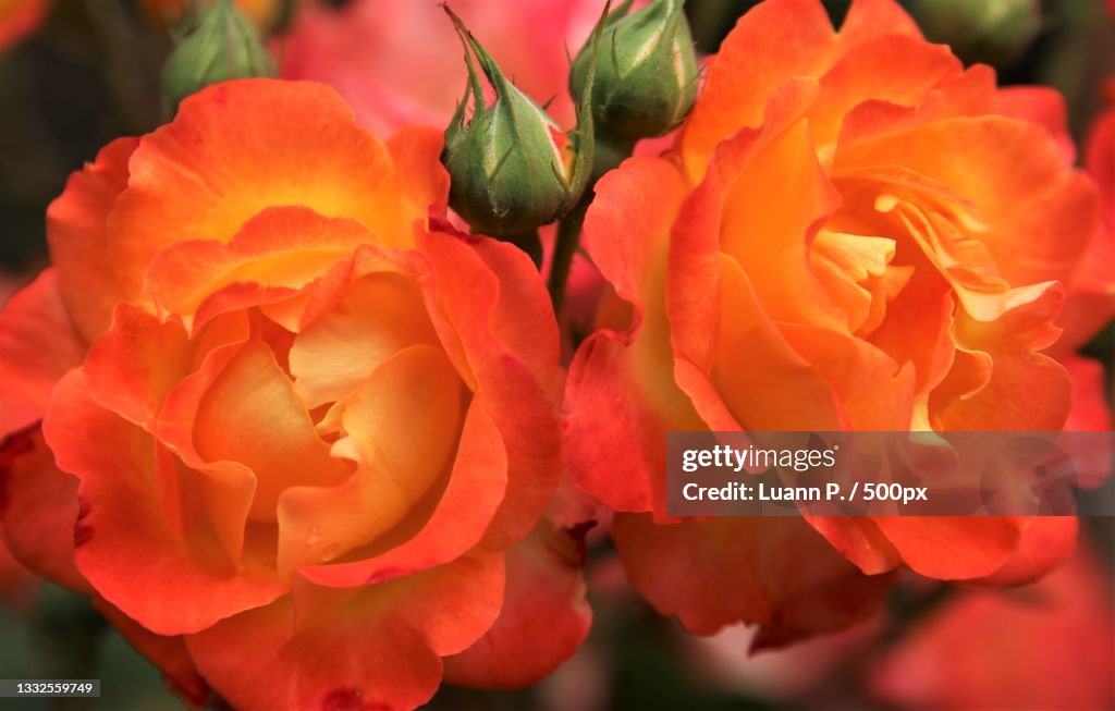 Close-up of orange rose,Portland,Oregon,United States,USA