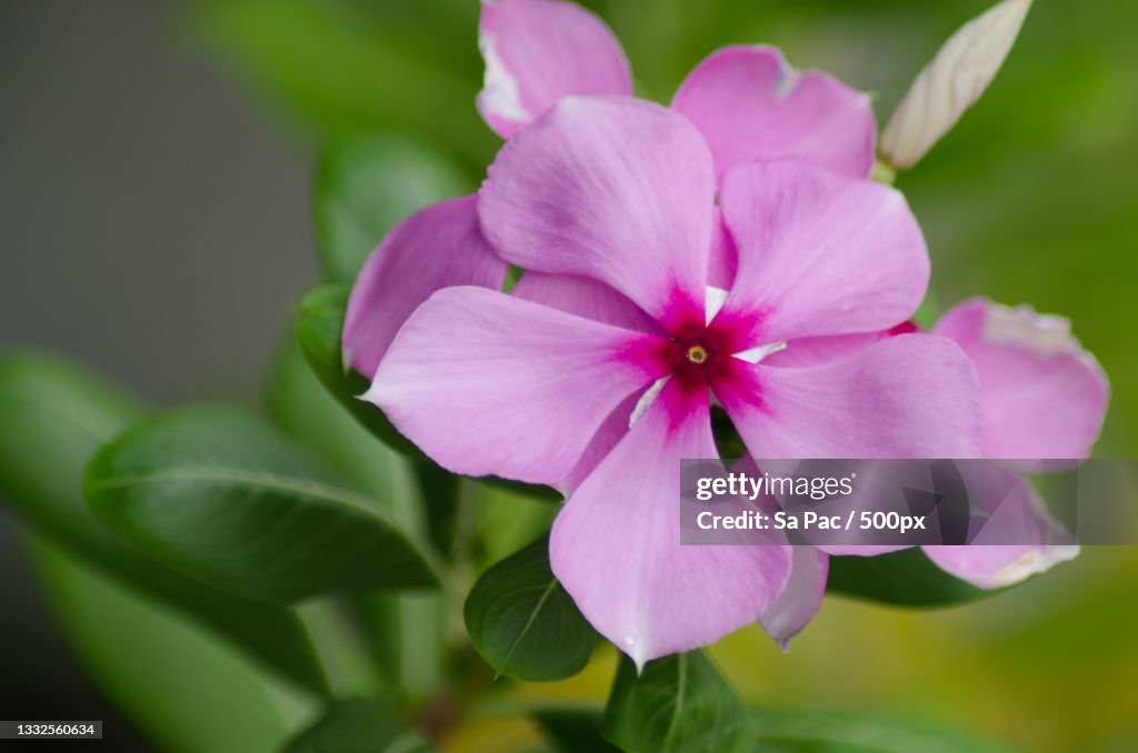 Close-up of pink flowering plant,Jhajjar,Haryana,India