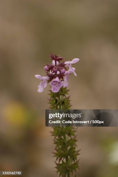 close-up of pink flowering plant - code pink stock pictures, royalty-free photos & images