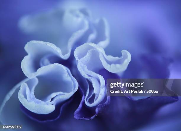 close-up of purple jellyfish,millstone,new jersey,united states,usa - annuals stock pictures, royalty-free photos & images