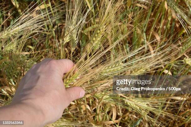 cropped hand of woman holding wheat crop - oleg prokopenko stock pictures, royalty-free photos & images