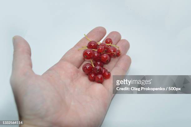 cropped hand holding red berries against white background - oleg prokopenko fotografías e imágenes de stock