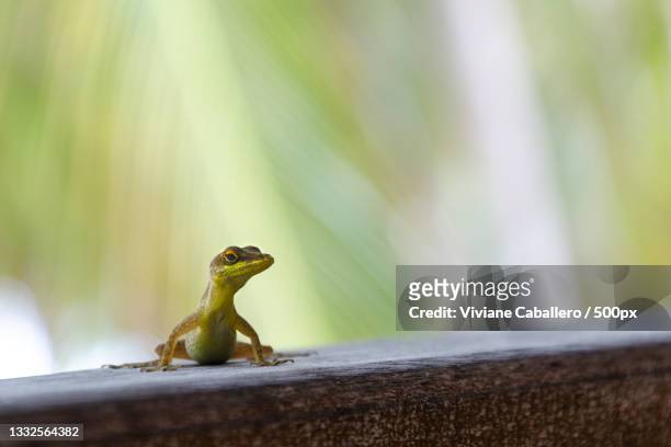 close-up of lizard on wood,guadeloupe - viviane caballero foto e immagini stock
