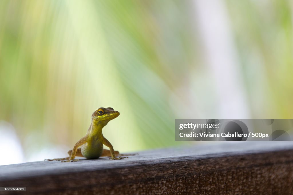 Close-up of lizard on wood,Guadeloupe