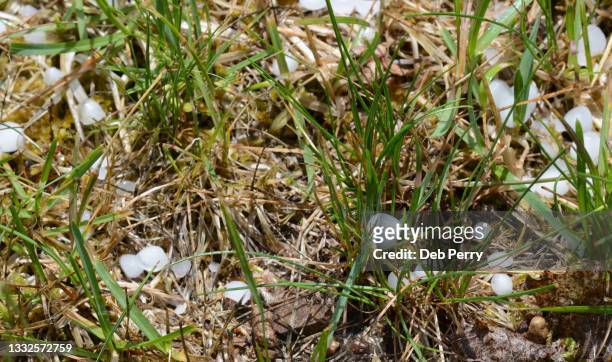 closeup of dime-size hail in the grass - schneeregen stock-fotos und bilder