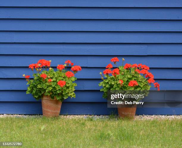 potted red geraniums against blue house siding - annuals stock pictures, royalty-free photos & images