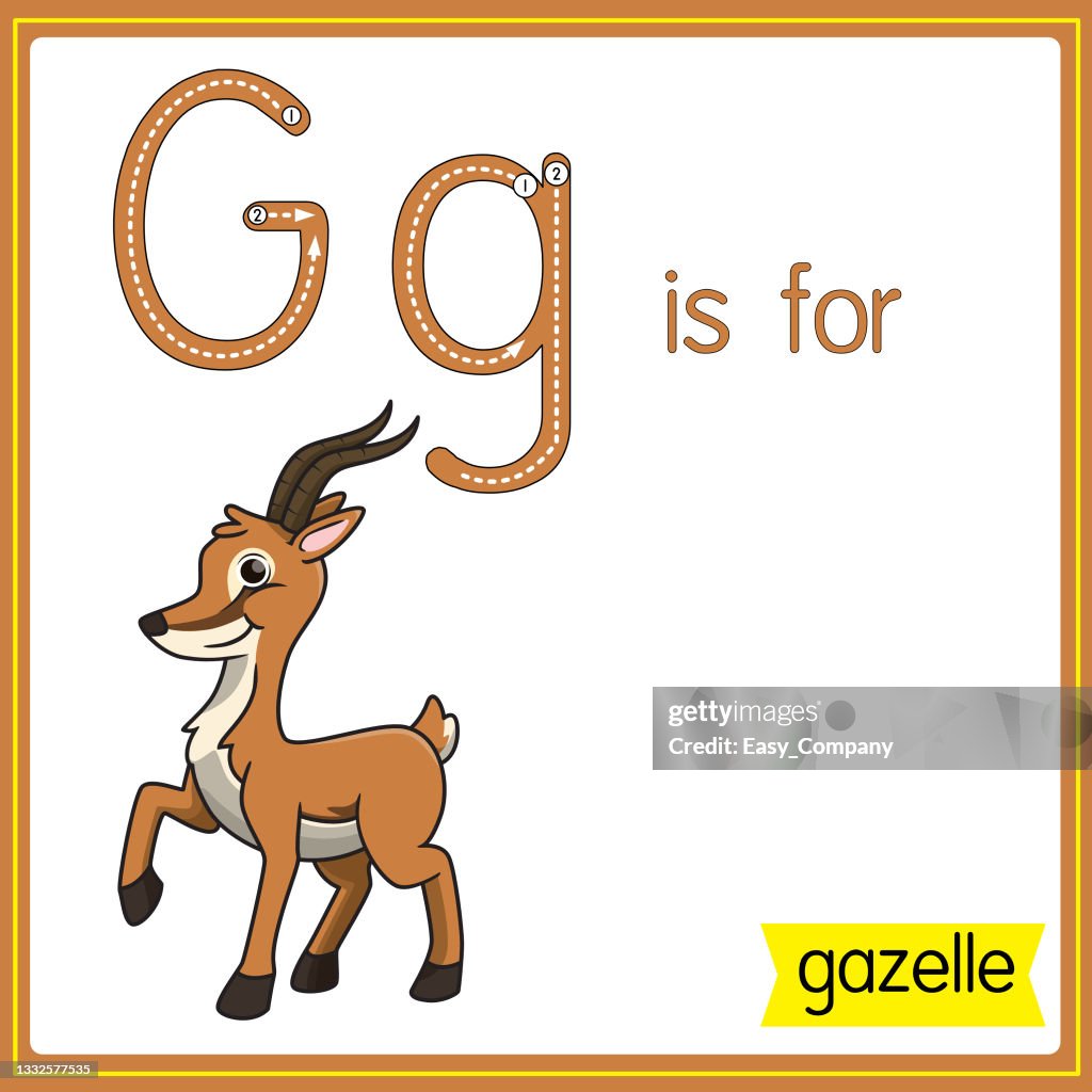 Illustration vectorielle pour l’apprentissage de l’alphabet Pour les enfants avec des images de dessins animés. La lettre G est pour gazelle.