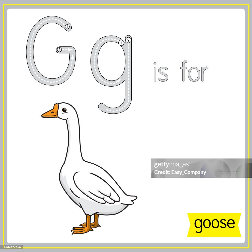 Illustrazione vettoriale per l'apprendimento dell'alfabeto Per bambini con immagini di cartoni animati. La lettera G sta per oca.