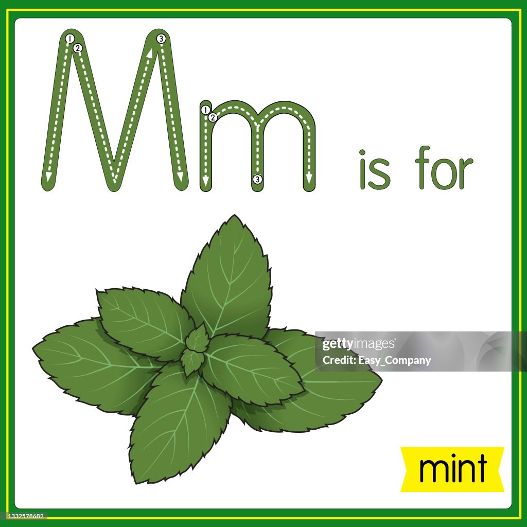 Vector illustration for learning the alphabet For children with cartoon images. Letter M is for mint.