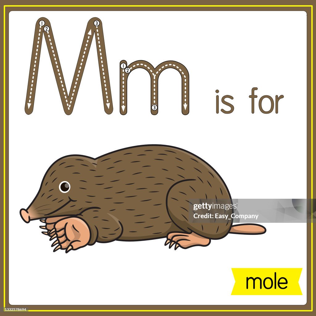 Vector illustration for learning the alphabet For children with cartoon images. Letter M is for mole.