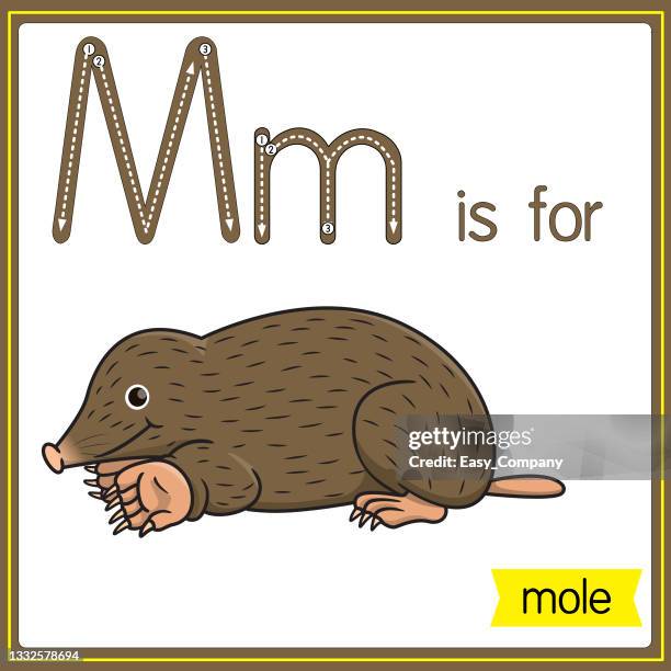 vector illustration for learning the alphabet for children with cartoon images. letter m is for mole. - european mole white background stock illustrations