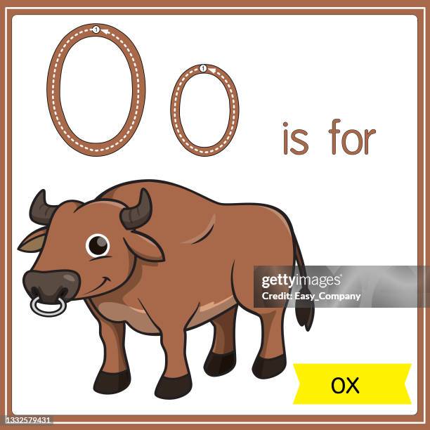 vector illustration for learning the alphabet for children with cartoon images. letter o is for ox. - breeder stock illustrations