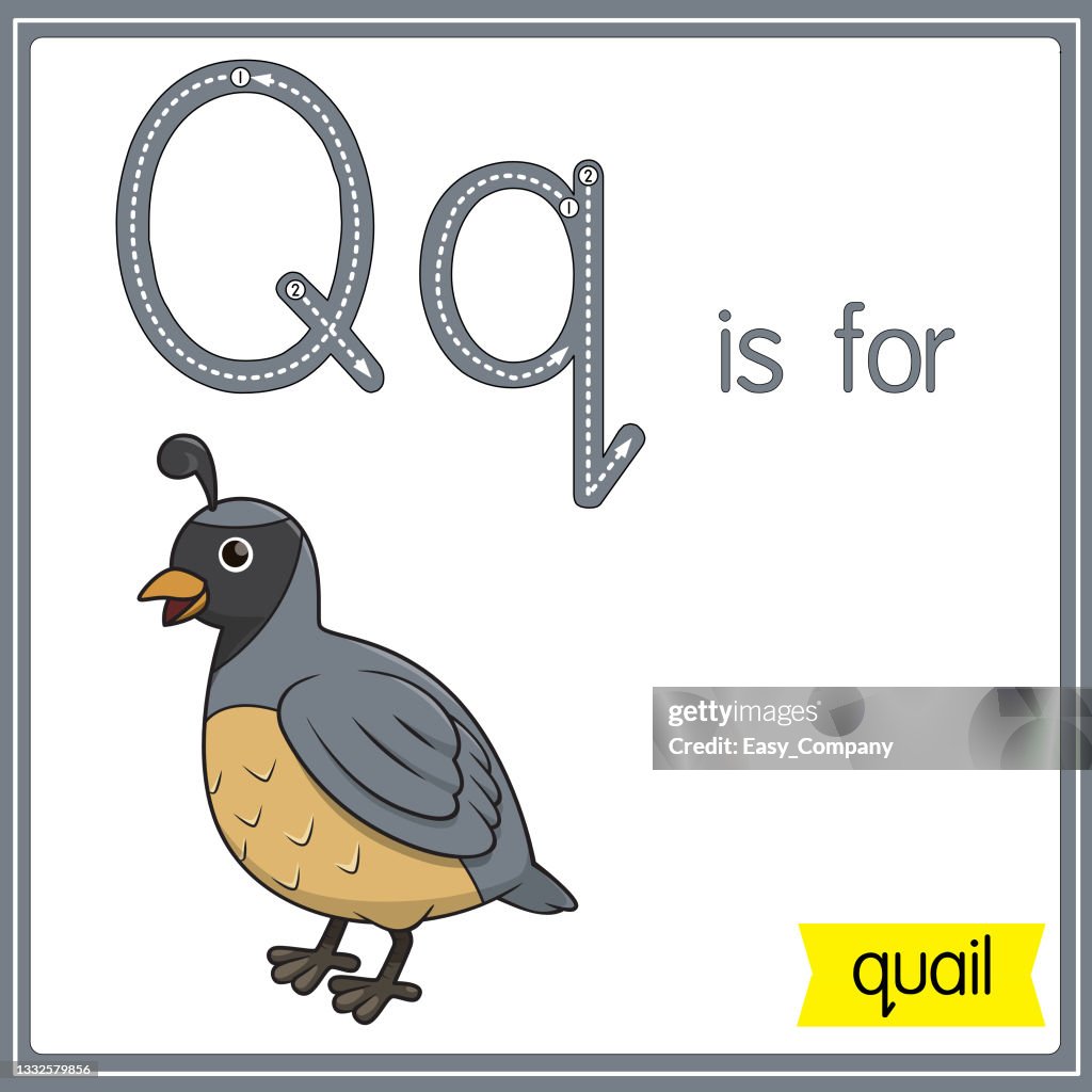 Vector illustration for learning the alphabet For children with cartoon images. Letter Q is for quail.