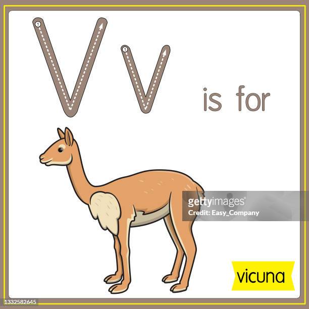 vector illustration for learning the alphabet for children with cartoon images. letter v is for vicuna. - naughty in class stock illustrations
