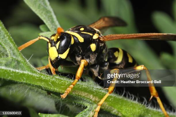 european paper wasp (polistes dominula) - stinging stock pictures, royalty-free photos & images