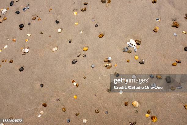 2,963 Shell Stones Stock Photos, High-Res Pictures, and Images - Getty ...
