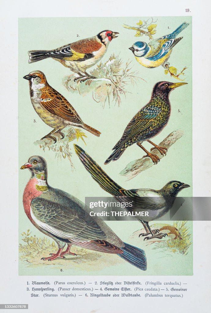 Birds - Blue tit, Goldfinch, House sparrow, Magpie, Starling, Wood pigeon illustration 1888