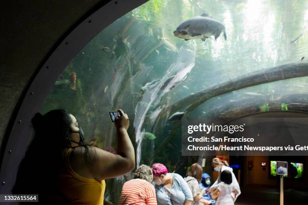 Visitors enjoy California Academy of Sciences exhibits in San Francisco, Calif., on Tuesday, August 3, 2021. August 3 marks the day that mask...