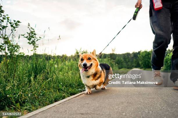 pembroke welsh corgi dog on a leash walking in park road. - pembroke welsh corgi - fotografias e filmes do acervo