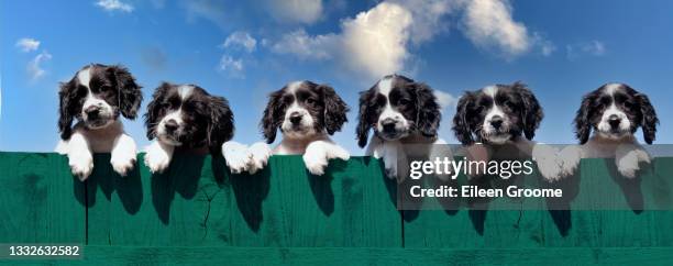 cachorro puzzler-seis hermosos cachorros spaniel mirando por encima de la cerca verde de madera mirando desconcertado en el mundo sobre la valla que pueden ver. - springer spaniel fotografías e imágenes de stock