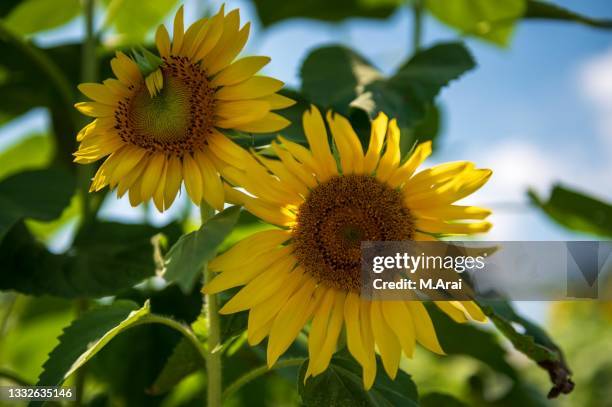 sunflower - kasukabe photos et images de collection