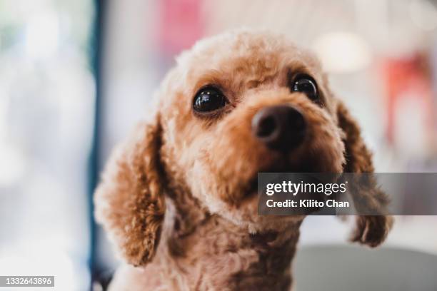 closeup of poodle dog looking at camera - caniche photos et images de collection