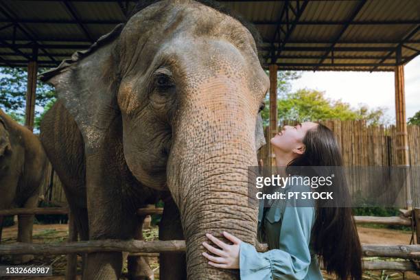 a woman is having fun when she meets a thai elephant in phuket, thailand. - protection luxe stock-fotos und bilder