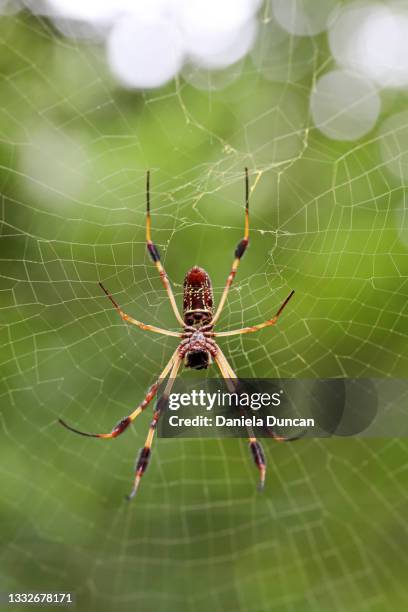 golden silk orb weaver spider - orb weaver spider stock pictures, royalty-free photos & images