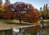 Fall colors at UC Davis Arboretum