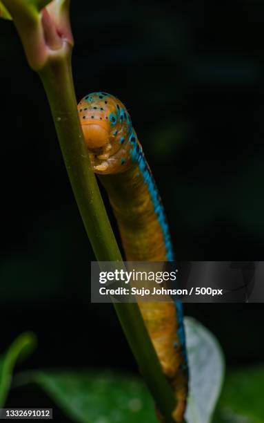 close-up of wet plant - sujo stock pictures, royalty-free photos & images