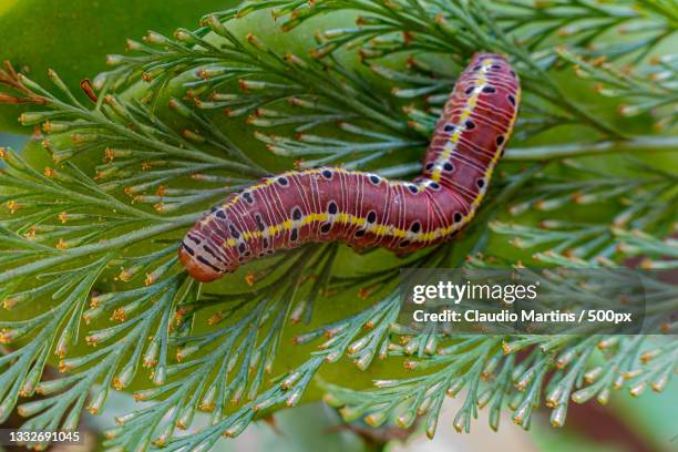 close-up of caterpillar on tree - wurm stock-fotos und bilder