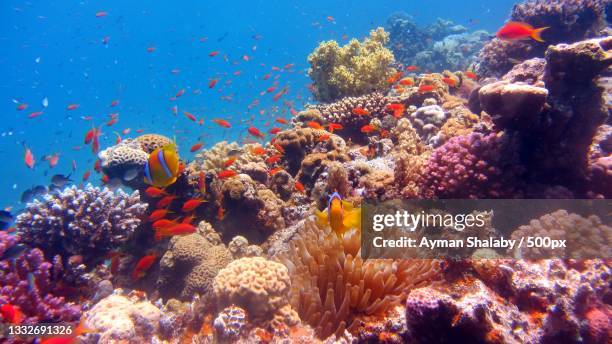 close-up of tropical saltwater fish swimming in sea - hard coral stock pictures, royalty-free photos & images