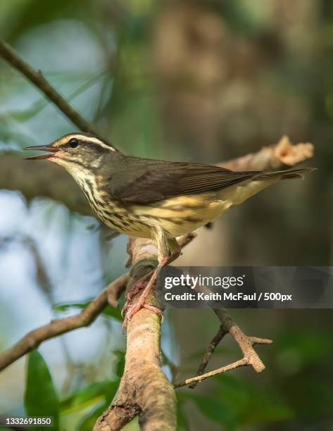 close-up of songbird perching on branch,wright patman lake,texas,united states,usa - wright patman lake stock pictures, royalty-free photos & images