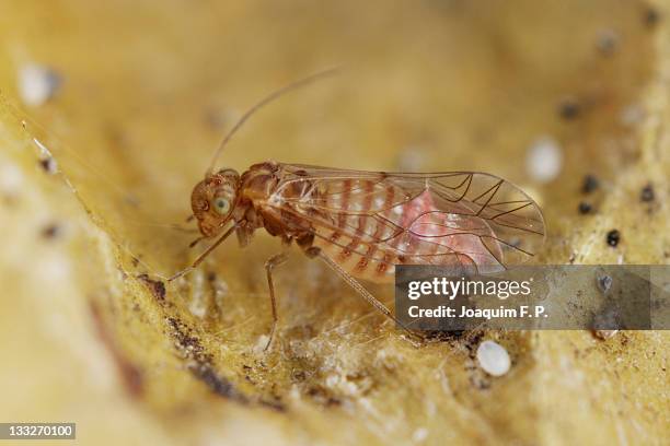 Oam Insect 13 Psocoptera Stock Photos, High-Res Pictures, and Images - Getty Images