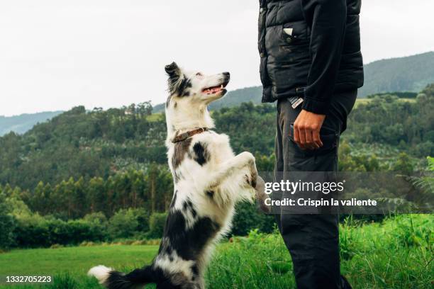 border collie in a nature training class - training fotografías e imágenes de stock