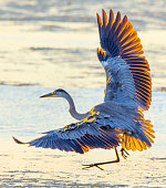 Great blue heron flying low, feathers ruffled